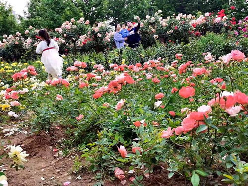 花团锦簇 郑州南环公园百花盛开 五一假期游人如织