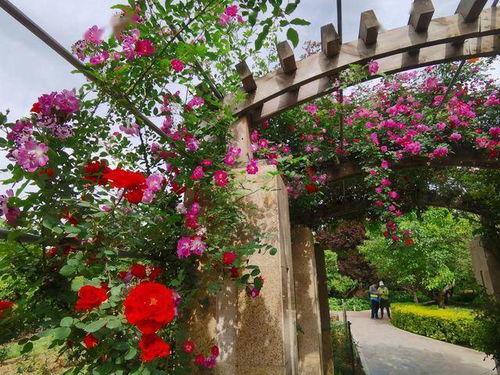 市园林局最新消息 郑州计划打造 月季花城 ,各区县市每年栽植数量不得低于5万株