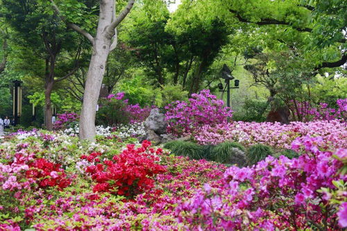 春日寻花 丨 申城杜鹃花正值观赏期,游园时别错过噢