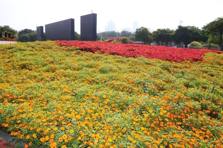 道路街头节点绿地更换种植凤尾,赤碧,孔雀草,多头鸡冠等时令花卉7万株