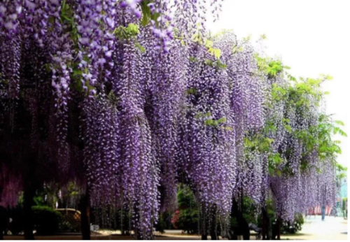 超实用:紫藤花的种植,养护技巧