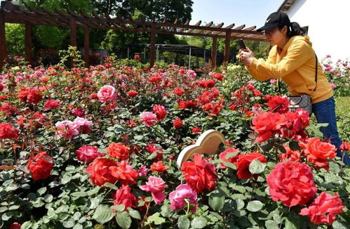 花中皇后 太美了 卧牛山公园万余株月季花盛开啦