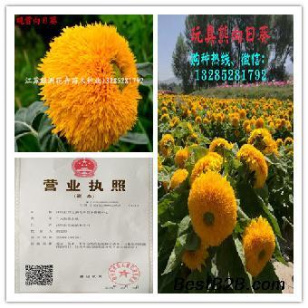 观赏向日葵种植基地种子直销价格