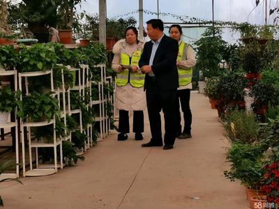 !室内外绿植租摆租摆租赁,园林绿化养护施工,苗木种植草坪出售
