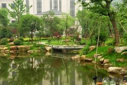 河南上蔡花木场康庄花木基地