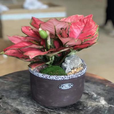 深圳绿植租赁公司,大型小型中型植物都有出租,植物租摆设计方案 深圳花卉租摆