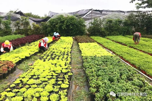 日照文明网