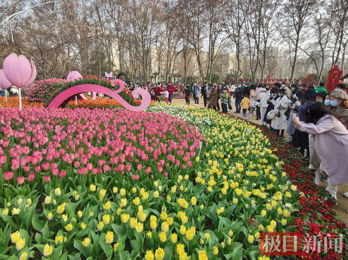 魅力武汉 郁金香花展延展至3月中旬