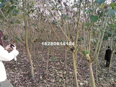 【成都木芙蓉多少钱|3-5公分木芙蓉价格|木芙蓉基地供应|紫薇造型工程、植物造型成品销售、现场编织,紫薇造型、小叶女贞造型、景观设计、园林绿化工程、园林景观工程、市政公用工程、建筑工程的设计与施工;苗木、花卉种植、销售、租赁;园林绿化养护;城市公园管理。成都苗多多园林工程有限公司