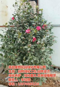 上饶绿化苗木 绿化苗木报价 景致花园绿化 推荐商家