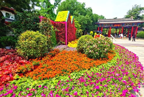 泉 字微型花园扮靓济南街头