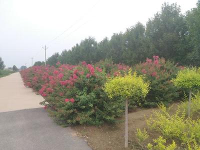 河北金山银山楸树产业,站位高思路清举措实,吸引旺洲园林合作