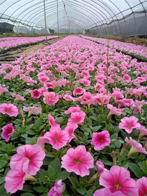 陕西草花 陕西草花基地 花海