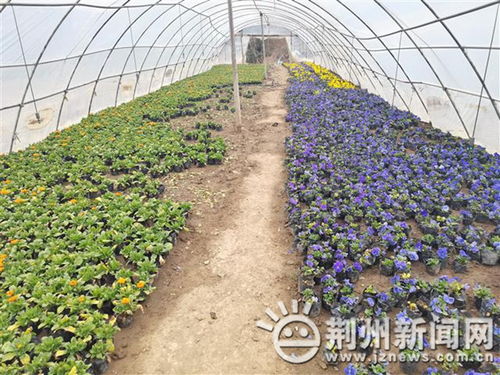 喜迎新年 35万余盆鲜花扮靓荆州街头