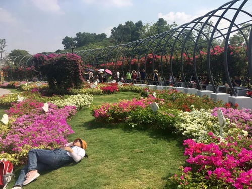 深圳簕杜鹃谷公园 一花倾城