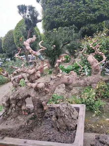 银杏盆景规格报价由温江华诚园林提供