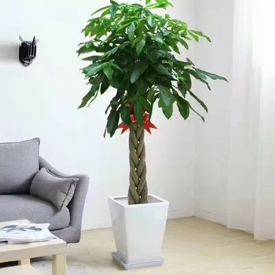 四季佳美花卉销售,菜市口绿植盆栽租赁