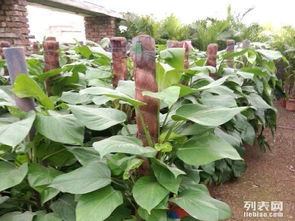 办公室绿色植物花卉盆景租摆,园林种植草养护庭院绿化