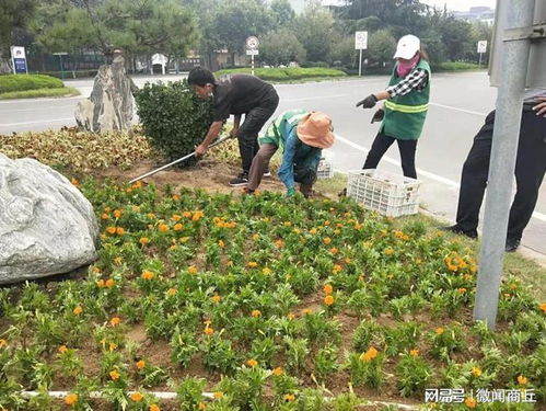 永城市园林环卫中心 鲜花添彩扮城市,环境优美迎佳节