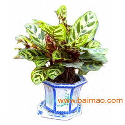 武汉绿植花卉租摆,武汉绿植花卉租摆生产厂家,武汉绿植花卉租摆价格