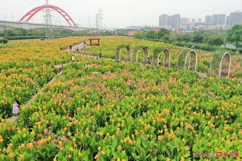 南宁 水上花海 爆火 上百亩金色花儿绽放,人不多还免费