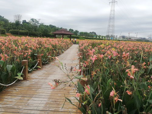 南宁免费景区那考河湿地公园观光记
