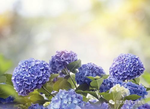 鲜花养护 家庭6种常见花材详细养护方法