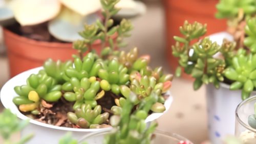 家庭花卉的养护与盆栽小知识 虹之玉的种植和养护盆栽方法