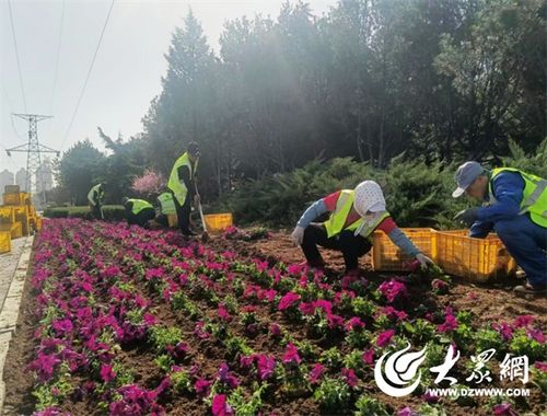 烟台园林 迎 五一 加快草花栽植 扮靓城市景观