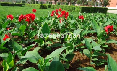 【粉花矮种美人蕉供应|花卉、苗木种植及销售;花卉种子、园艺资材批发;绿化工程施工及养护;园林绿化工程设计及施工;盆景销售;技术咨询及信息服务;花卉租赁;农产品种植及销售;现代观光农业开发秋之丰园林绿化商铺