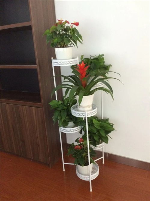铜陵绿植诚信商家