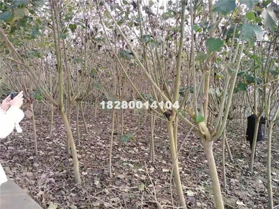 【成都木芙蓉多少钱|3-5公分木芙蓉价格|木芙蓉基地供应|紫薇造型工程、植物造型成品销售、现场编织,紫薇造型、小叶女贞造型、景观设计、园林绿化工程、园林景观工程、市政公用工程、建筑工程的设计与施工;苗木、花卉种植、销售、租赁;园林绿化养护;城市公园管理。成都苗多多园林工程