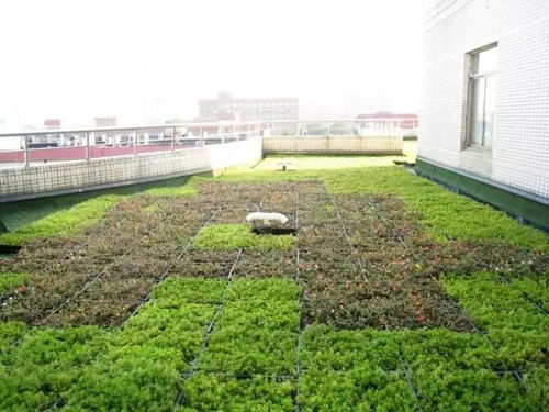 种植屋面施工技术