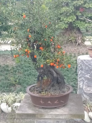 郫县金弹子盆景基地供应金弹子,金弹子盆景多少钱一盆