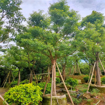 福建漳州苗木基地 香樟树 多杆丛生香樟树 20公分香樟树工程苗 别墅庭院香樟树 各类工程苗木 规格齐全产地批发