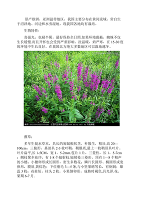 园林绿化工程水生植物和花卉种植施工工艺