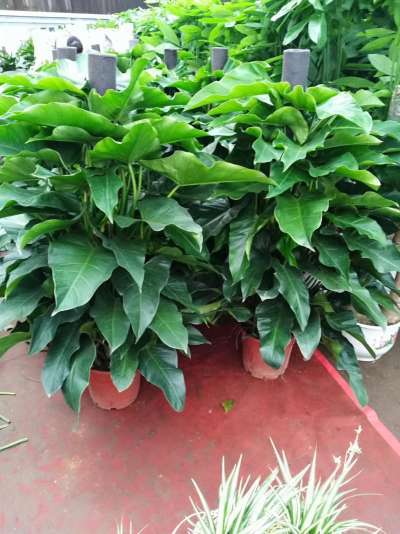 问 北京绿植租摆公司哪家好 答 绿苑名坊