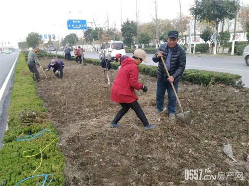 拂晓大道近19万株月季 推进 花满宿州 品牌打造