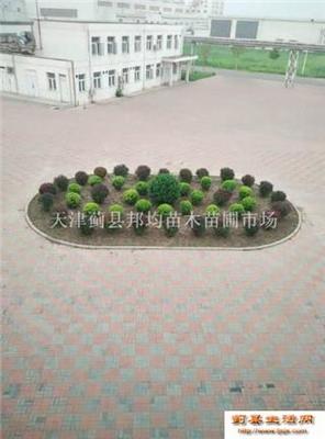 天津蓟县苗木市场