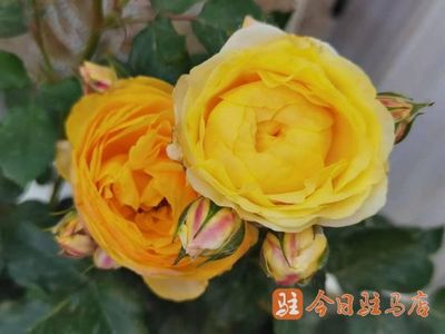 鲜花经济助力乡村振兴