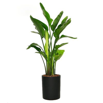 福州天堂鸟绿植批发-办公室花卉绿植零售-绿化植物展示租赁-园艺盆栽盆景直销