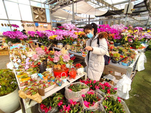 北京小众花卉市场,上百种鲜花盆栽价格便宜,3个大厅堪比植物园