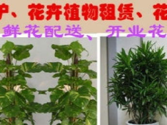 图 成都鲜花绿植租售 园林设计施工 绿化养护 植物租摆 成都鲜花绿植