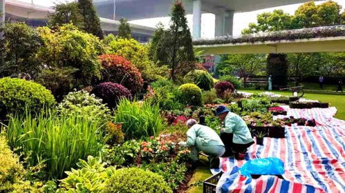 62万盆花花迎 五一 静安街头,真的太美啦