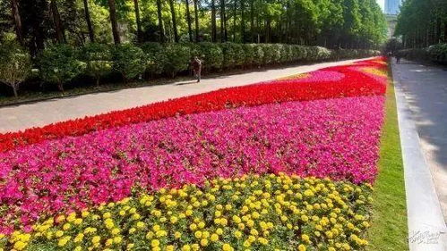 2023上海市各公园花坛 花境设计出炉,你最喜欢哪一个
