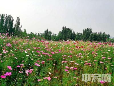 变废弃地为网红打卡地!济南市园林和林业绿化局精心打造11处花海景观