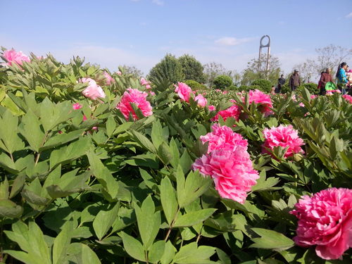 仿真花仙客来报价 厂家