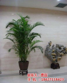 草坪种植养护 武昌草坪种植 雅淳花卉租摆