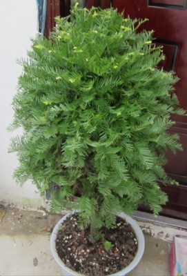 福州桂花苗木供应 福州茶花栽培 福州红花继木