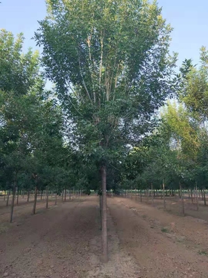 公司介绍